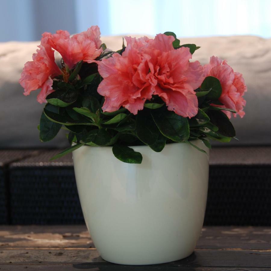 B&B Garden55 Mechelen Bagian luar foto
